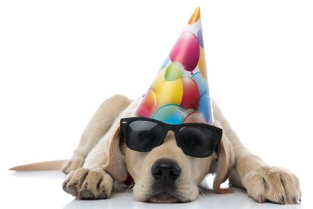 tired party labrador retriever puppy lying down on white backgroundの写真素材