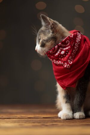 young Metis cat with gray white fur and red bandana is sitting and looking to a side on gray studio backgroundの写真素材