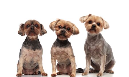 adorable yorkshire terriers sitting in line isolated on white background in studio, full bodyの写真素材