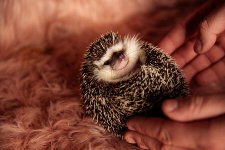 adorable tiny hedgehog laying down on it's back and cuddling while held in a person's handの写真素材