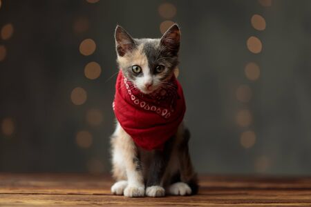 tiny Metis cat with gray white fur and red bandana is sitting and looking ahead on gray studio backgroundの写真素材