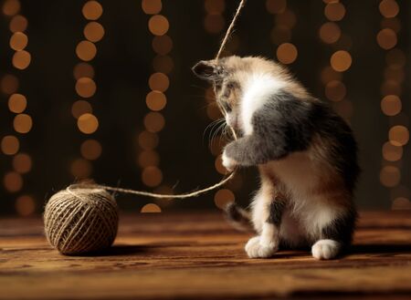 cute Metis cat with gray white fur is sitting and pulling to a side a ball of thread on gray studio backgroundの写真素材