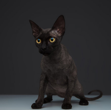 curious metis cat standing on grey background in studio, looking to side, portrait