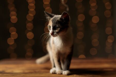 beautiful Metis cat with gray white fur is standing and looking to a side on gray studio backgroundの写真素材