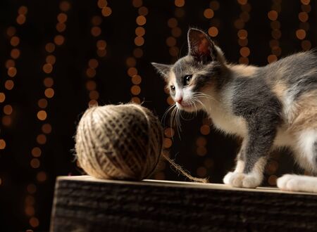 side view of a lovely Metis cat with gray white fur  sitting next to a ball of thread on gray studio backgroundの写真素材