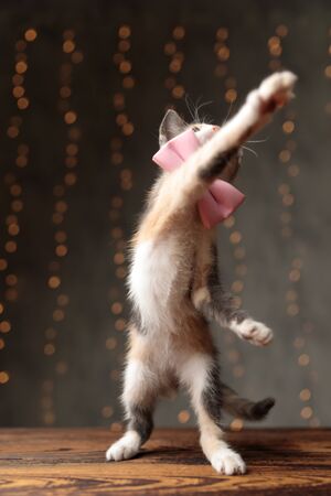 cute Metis cat with gray white fur and pink bow tie is standing on hind legs and playing with his paw on gray studio backgroundの写真素材