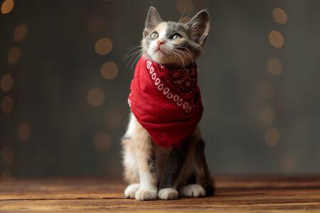 short Metis cat with gray white fur and red bandana is sitting and looking up curious on gray studio backgroundの写真素材