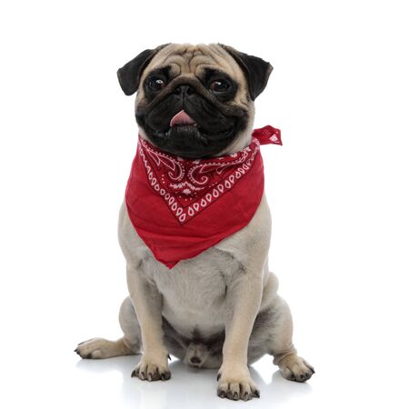 Lovely pug panting and smiling while wearing red bandana, sitting on white studio backgroundの写真素材