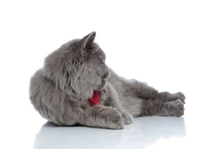 side view of a superb british longhair cat with red bow tie lying down and rolling over playful against white studio backgroundの写真素材