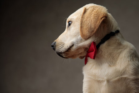 side view of cute labrador retriever wearing red bowtie, looking to side on beige background in studioの写真素材