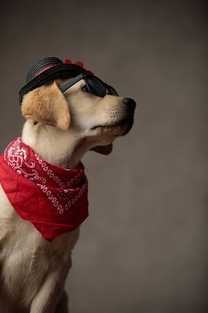 cute labrador retriever wearing hat, red bandana and sunglasses, looking to side on beige background in studioの写真素材
