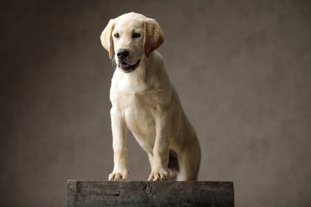 cute labrador retriever standing on wooden box, panting and sticking out tongue, looking to side on beige background in studioの写真素材