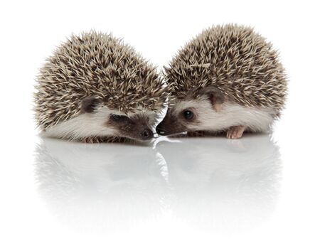 couple of two african hedgehogs standing face to face, sniffing and exploring, isolated on white backgroundの写真素材
