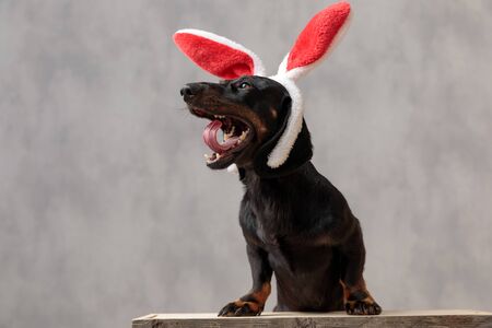 cute teckel puppy dog with bunny ears sitting on a wooden board and yawning against gray studio backgroundの写真素材