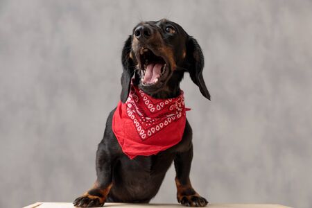 pretty tecekl puppy dog with black fur and red bandana sitting on wooden board and yawning against gray studio backgroundの写真素材