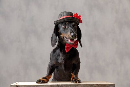 cute teckel puppy dog with hat and red bowtie sitting and looking down scared against gray backgroundの写真素材