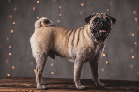 side view of a happy pug dog with brown fur standing and looking ahead with tongue exposed on gray backgroundの写真素材