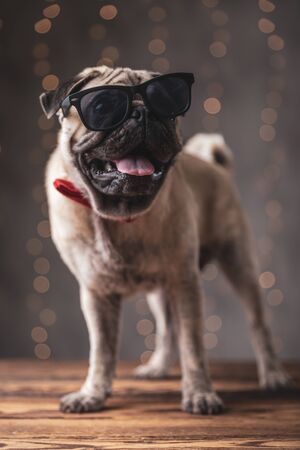 chic pug dog wearing sunglasses standing and sticking out his tongue on gray backgroundの写真素材