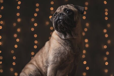 small pug dog with brown fur sitting and looking over shoulder with deep eyes on black backgroundの写真素材