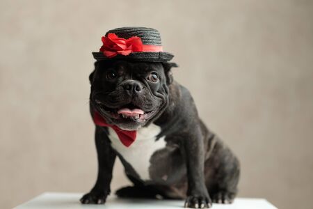lovely french bulldog wearing hat sitting and looking away on gray backgroundの写真素材