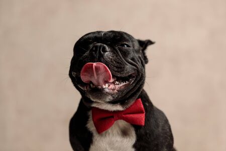 sleepy french bulldog wearing red bowtie sitting and licking mouth on gray backgroundの写真素材