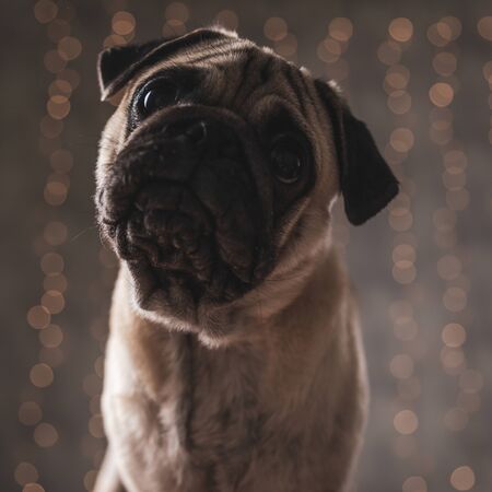 close up of a cute pug dog with brown fur posing with his big head on the spotlight on gray backgroundの写真素材