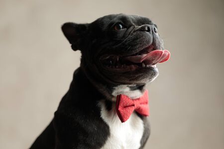 close up of a cute french bulldog wearing red bowtie sticking out tongue on gray backgroundの写真素材