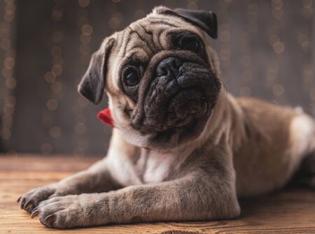 confused pug dog wearing red bowtie lying down and staring at camera on gray backgroundの写真素材