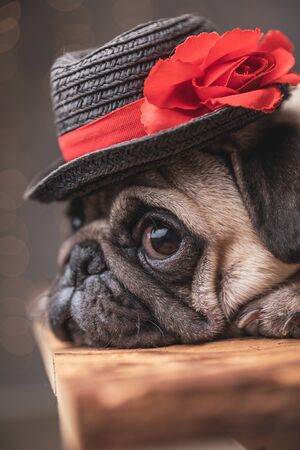close up of an adorable pug dog wearing black hat lying down in side view on gray backgroundの写真素材