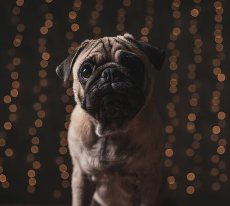 cute pug dog with brown fur sitting and staring at camera with humble eyes on black backgroundの写真素材