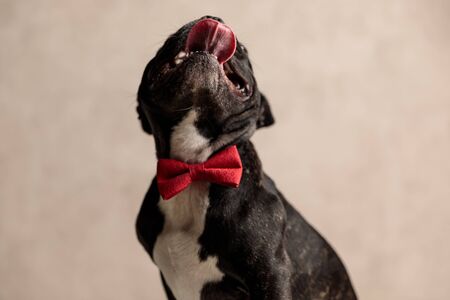 playful french bulldog wearing red bowtie sitting and looking up with tongue out on gray backgroundの写真素材