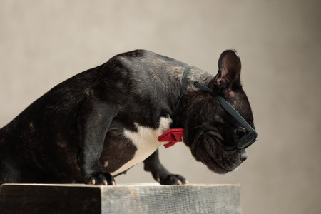 side view of an elegant french bulldog wearing red bowtie sitting and hiding his sad eyes behind sunglasses on gray backgroundの写真素材