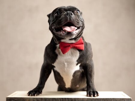 alert french bulldog wearing bowtie standing on hind legs with tongue exposed on gray backgroundの写真素材