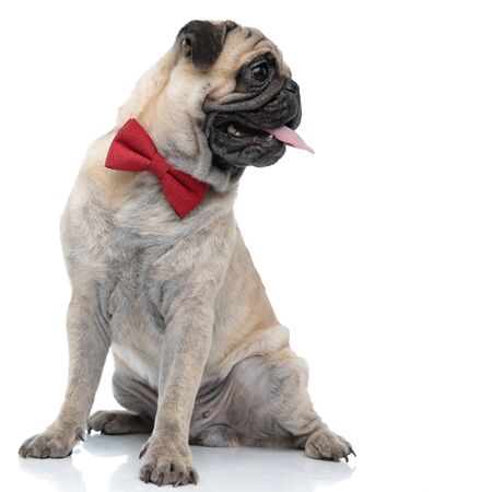 happy pug wearing red bowtie, sticking out tongue and panting, sitting isolated on white background, full bodyの写真素材