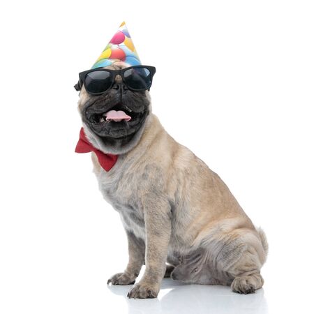 adorable pug panting and wearing birthday hat, sunglasses and bowtie, sitting isolated on white background, full bodyの写真素材
