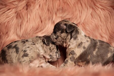 side view of two American bully dogs standing and cuddling each other on pink studio backgroundの写真素材