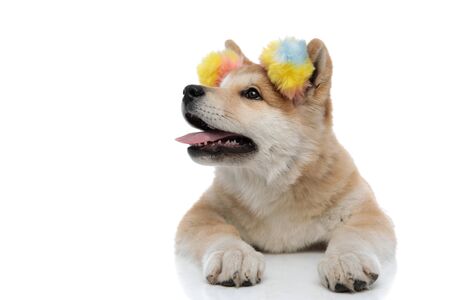 Eager Akita Inu curiously looking away and panting while wearing a pair of colourful earmuffs, laying down on white studio backgroundの写真素材