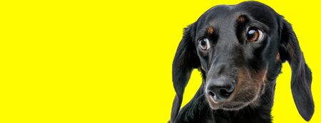 close up of a cute teckel dog with black fur looking to a side happy on yellow studio backgroundの写真素材