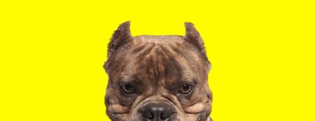 close up of a beautiful american bully dog with brown fur hiding and looking at camera happy on yellow studio backgroundの写真素材