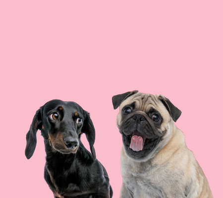 team of teckel dachshund and pug sticking out tongue on pink background