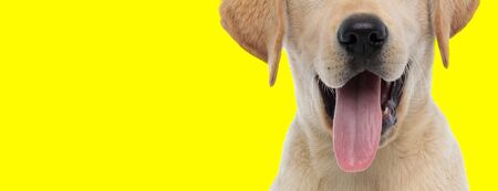 close up on a labrador retriever dog's tongue on yellow studio backgroundの写真素材