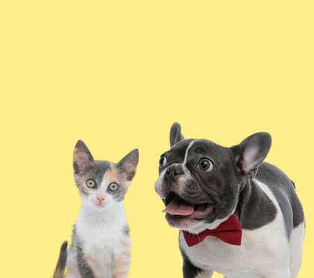 cute metis cat sitting and looking at camera with big eyes next to a french bulldog dog with tongue out happy on yellow backgroundの写真素材
