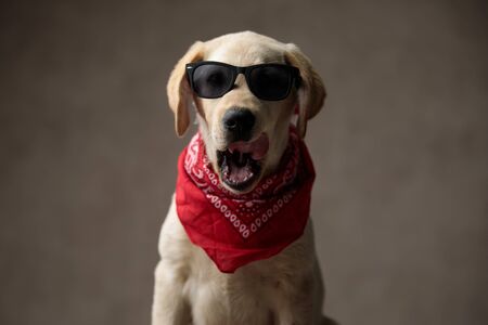 adorable labrador retriever wearing sunglasses and red bandana, panting and sticking out tongue, sitting on beige backgroundの写真素材