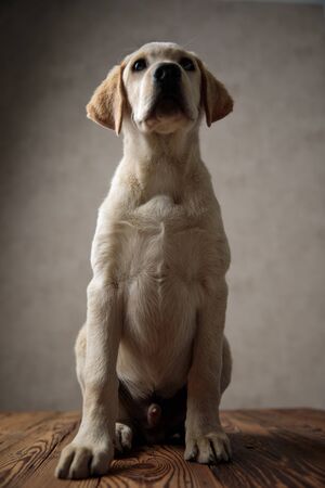 cute labrador retriever looking up and sitting on wooden box, on beige background in studio, full bodyの写真素材