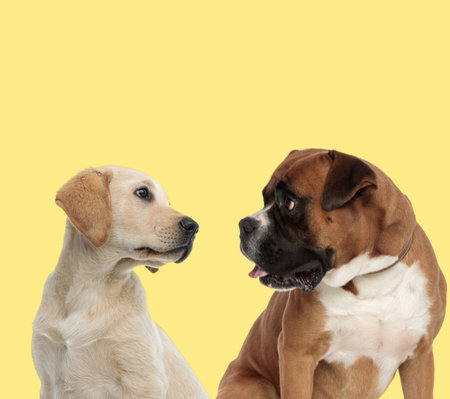 couple of labrador retriever and boxer dogs looking at each other happy on yellow background