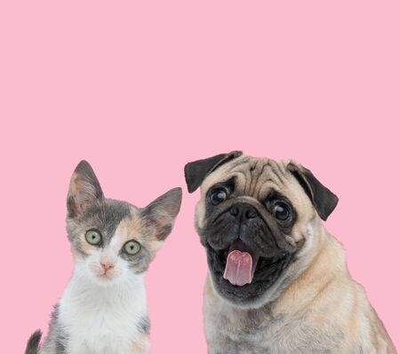 team of metis cat and pug sticking out tongue on pink backgroundの写真素材