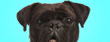 closeup picture of a confused boxer dog looking at the camera on blue mackground