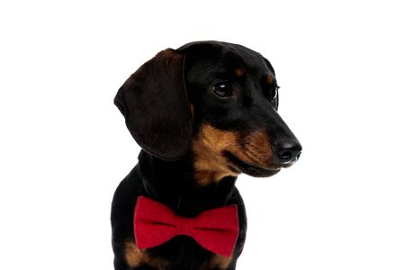 Focused Teckel puppy wearing bowtie and looking away, standing on white studio backgroundの写真素材
