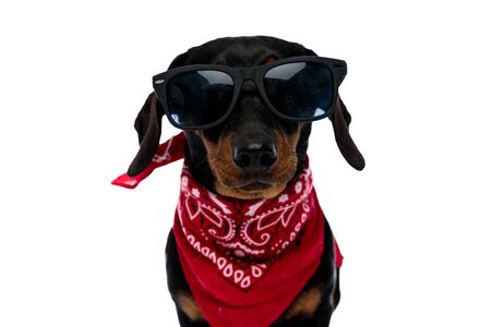 Gangster Teckel wearing red bandana and sunglasses, standing on white studio backgroundの写真素材