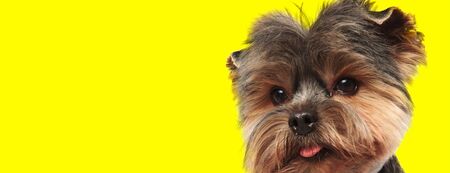 close up of an adorable yorkshire terrier dog with brown fur looking at camera with tongue exposed on yellow studio backgroundの写真素材